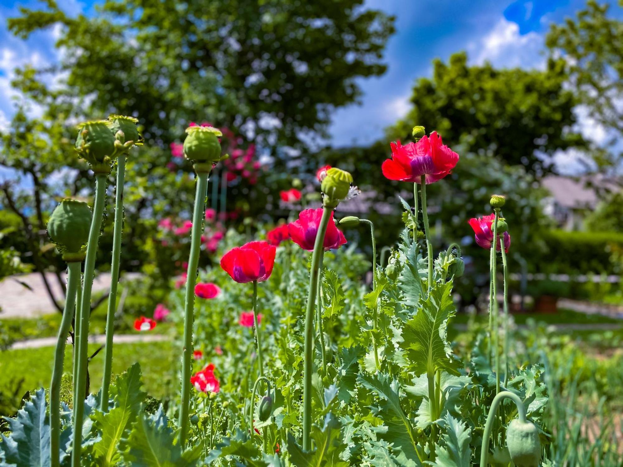 Green Oasis Garden Šenčur Buitenkant foto
